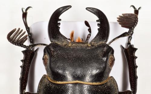 Réf. 235 934 : Lucanus macrophyllus